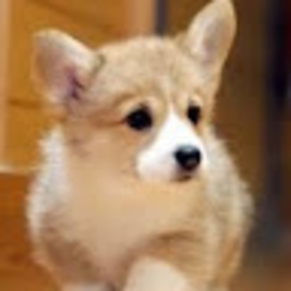 Profile Picture of Clare Lee (@clare_yeon) on Poshmark