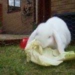 Profile Picture of Clarence Shrapnell (@clarence.shrapnell) on Facebook