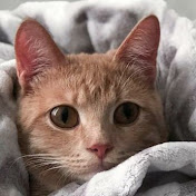 Profile Picture of Paul Marienfeld (@paulmarienfeld6477) on Youtube