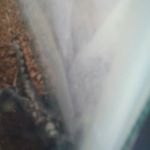 Profile Picture of Brandon (@brandonbassett88) on Instagram