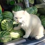 Profile Picture of Steven Lamond (@__nicosteve) on Instagram