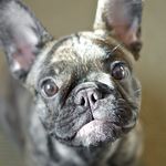 Profile Picture of Maurice Leser-Wolf (@maurice_the_bully) on Instagram