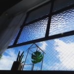 Profile Picture of 김정숙 (@shy_cottontree) on Instagram