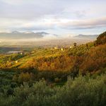 Profile Picture of Fattoria di Petrognano (@fattoriadipetrognano) on Instagram