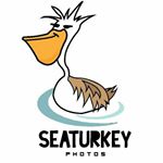 Profile Picture of Kevin Mitchell (@seaturkeyphotos) on Instagram