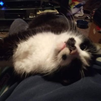 Profile Picture of Jerry L Penner Jr (@ravven81) on Twitter