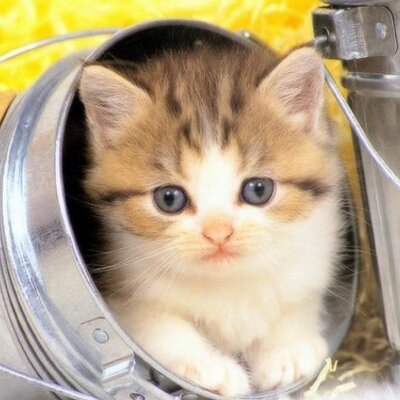 Profile Picture of Zakaria (@zaki_ihab) on Twitter