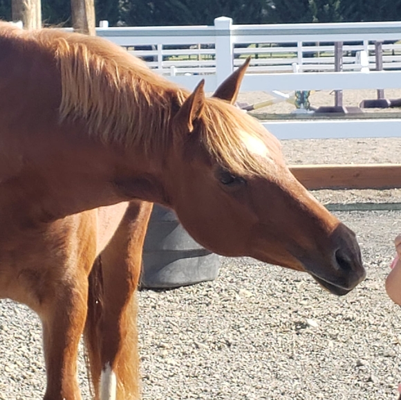 Profile Picture of Desiree Magnussen (@d_magnussen) on Poshmark