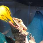 Profile Picture of Beardie Mona Lisa Saperstein (@lizard_mona_lisa) on Instagram