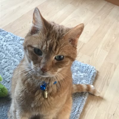 Profile Picture of Stephen Blain (@steveblain66) on Twitter