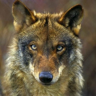 Profile Picture of Carlos Bocos De Prada (@CarlosBocosdeP) on Twitter