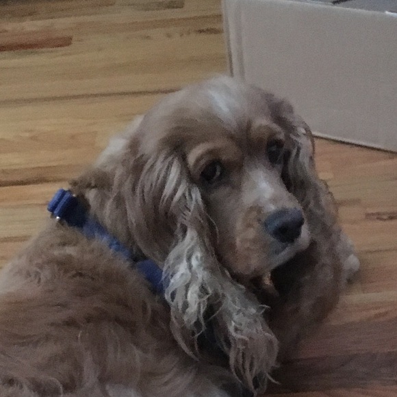 Profile Picture of Amelia Wong (@ameliawong) on Poshmark