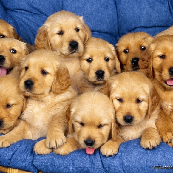 Profile Picture of Leslie Connor (@l_connor) on Poshmark