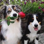 Profile Picture of Georges Boulanger (@jamesconnor3424) on Instagram