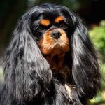 Profile Picture of Karen Dennehy (@smallworldpuppies) on Instagram