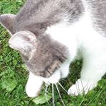 Birgit Stephan-Schulze - Instagram Profile Picture of Birgit Stephan-Schulze (@maunzkatze) on Instagram