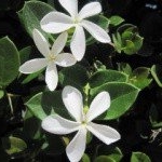 Profile Picture of Lemmon (@lemmonjunegr) on Instagram