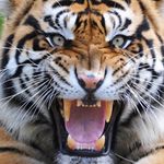 Profile Picture of Autumn Ingram (@ashanti_ingram) on Instagram