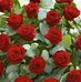 Profile Picture of Gulzar Hasibuddin Rainee (@gulzar.hasibuddinrainee) on Facebook