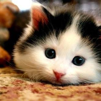 Profile Picture of Aline Louis (@mollyclarke45) on Twitter