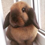 Profile Picture of Shona Bradley (@chocolatenbutton) on Instagram