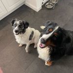 Profile Picture of Jason Lakofski (@milo_and_bobs_adventures) on Instagram