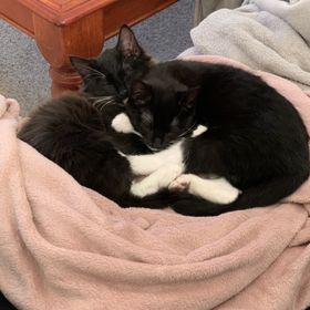 Hannah Dickenson - Pinterest Profile Picture of Hannah Dickenson (@hannahdicko) on Pinterest