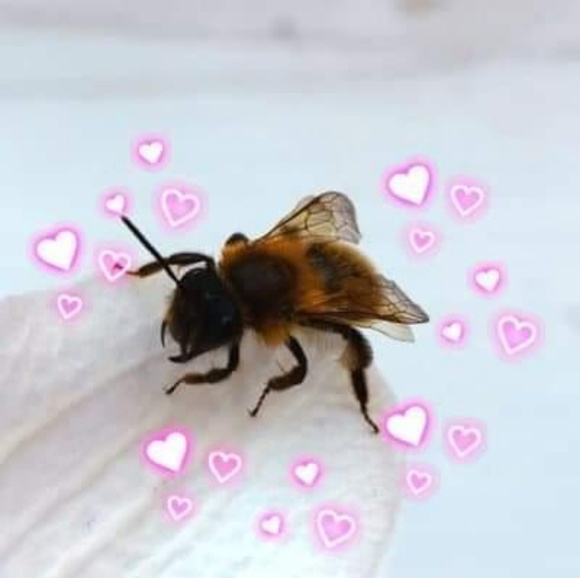 Profile Picture of Isabel Simonson (@robbie_uwu) on Poshmark