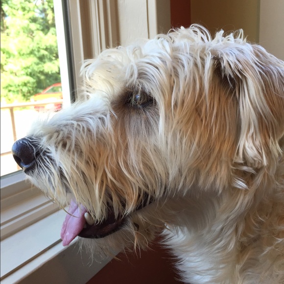 Profile Picture of Kim Schappell (@kimschappell) on Poshmark