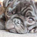 Profile Picture of Benita Reyman (@benita_the_black_pug) on Instagram