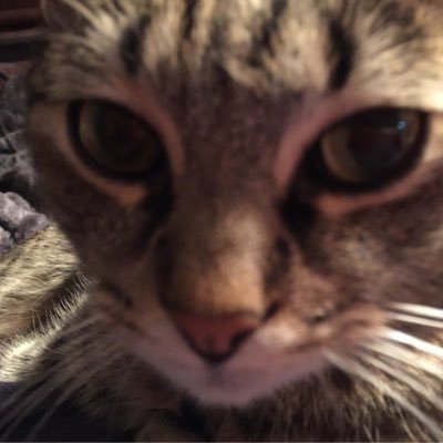 Profile Picture of Robin Jiles (@JilesRobin) on Twitter