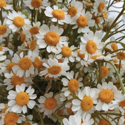 Profile Picture of Sin Peng (@SinPeng3) on Twitter