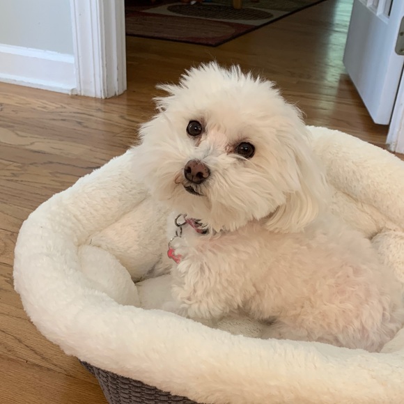 Profile Picture of Julia Jacobi (@juliajacobi) on Poshmark