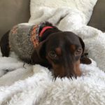 Profile Picture of Doc (@doc.the.wiener) on Instagram