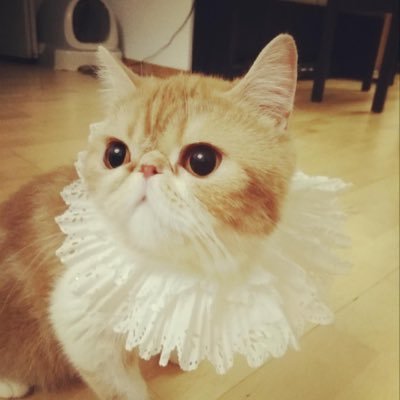 Profile Picture of SharonZheng (@SharonZheng14) on Twitter