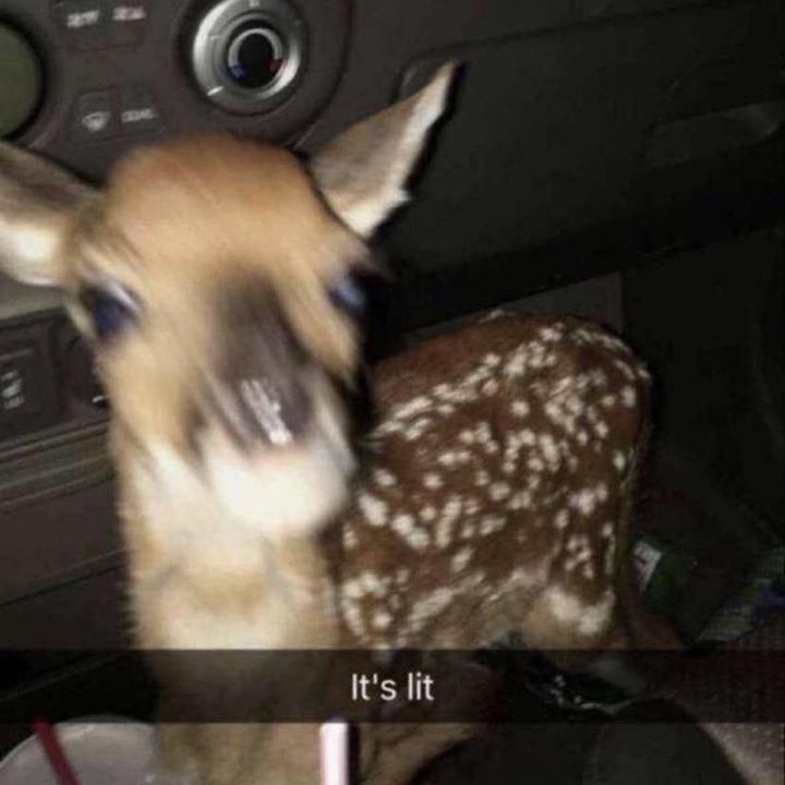 Profile Picture of Teigan (@@basilman) on Tiktok