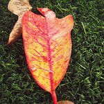 Profile Picture of sebastian osorio castro (@cbas oc) on Flickr