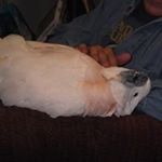 Profile Picture of Ginette Blais (@ginetteb1) on Instagram