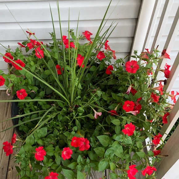 Profile Picture of Kim Angier (@kphoping) on Poshmark