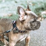 Profile Picture of PHOEBE QUINN (@_pheebsthefrenchie) on Instagram