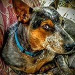 Profile Picture of Tammy Engle (@idyjeepgirl27) on Instagram
