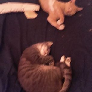 Profile Picture of Meredith Connors (@ConnorsMeredith) on Twitter