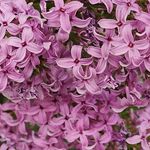 Profile Picture of Michelle Lynn Murch (@mickeym2668) on Instagram