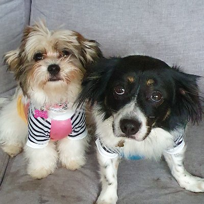 Profile Picture of Steve Shearer (@ssmaz03) on Twitter