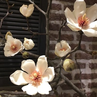 Profile Picture of MIKA INOUE (@MIKAINOUE17) on Twitter