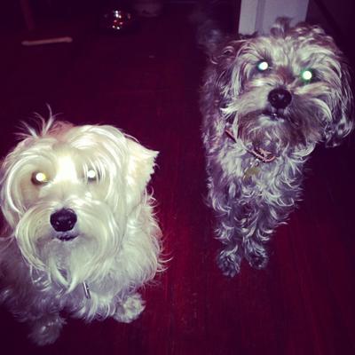 Profile Picture of Eleanor Wieting (@bananafone) on Twitter