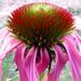 Profile Picture of April Grinaway (@AprilGrinaway) on Pinterest
