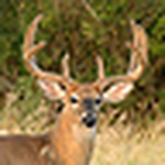 Profile Picture of Craig Putnam (@Craig Putnam) on Flickr