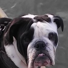 Profile Picture of George Seibert (@geoseibert2) on Twitter