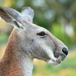 Profile Picture of Neil MacPherson (@omai_wa_mou_shindairu) on Instagram